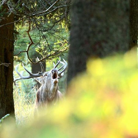 Tailles Les 12 Bois Du Cerf 빌라 외부 사진